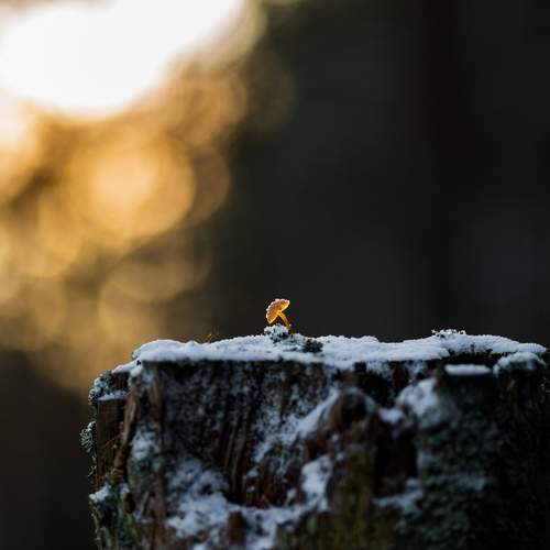 Фотография #13005876