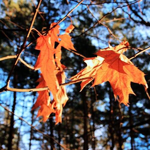 Photo #13006036
