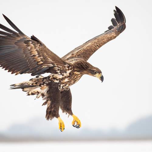 Фотография #13006201