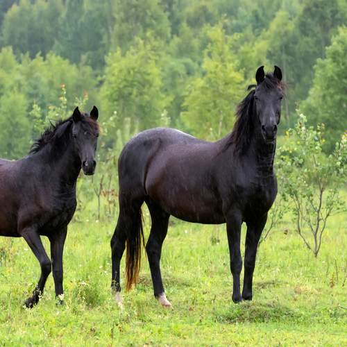 Фотография #13007267