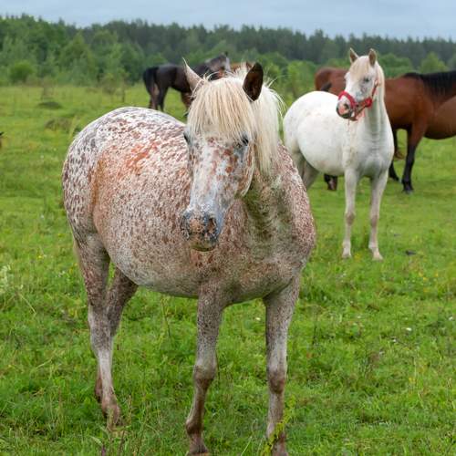 Фотография #13007273