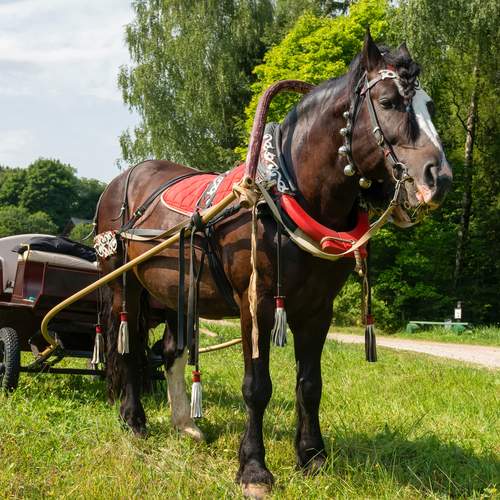 Фотография #13007285