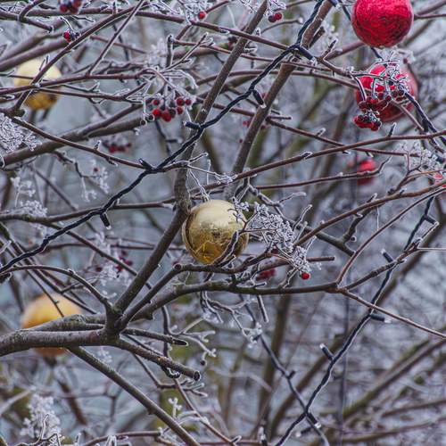 Photo #13007465