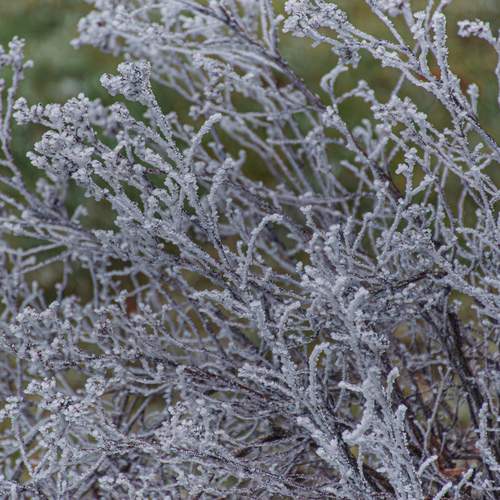 Photo #13007479