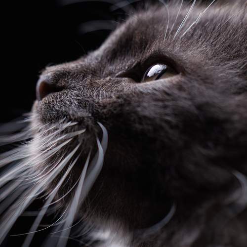Photo #13008020