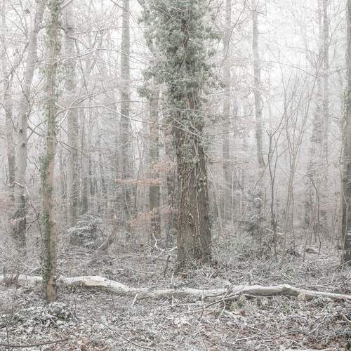 Winter forest