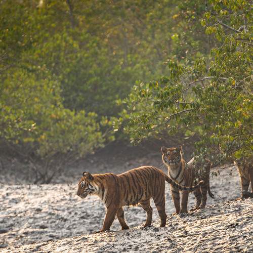 Tiger Family at Dusk in the Sundarbans