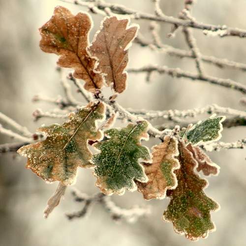 Photo #13009616