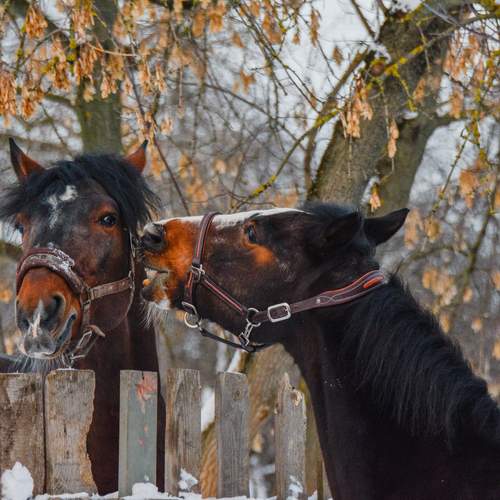 Photo #13009688