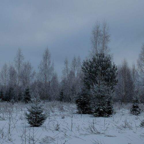 Photo #13009777