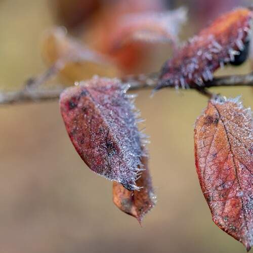 Photo #13009794