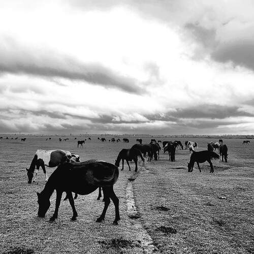 Photo #13010237