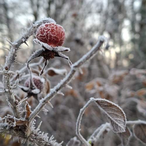 Photo #13010335