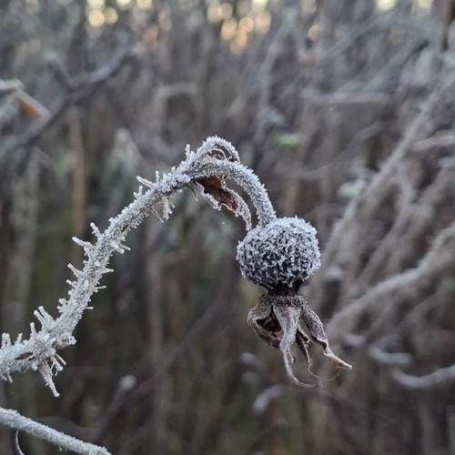 Photo #13010337