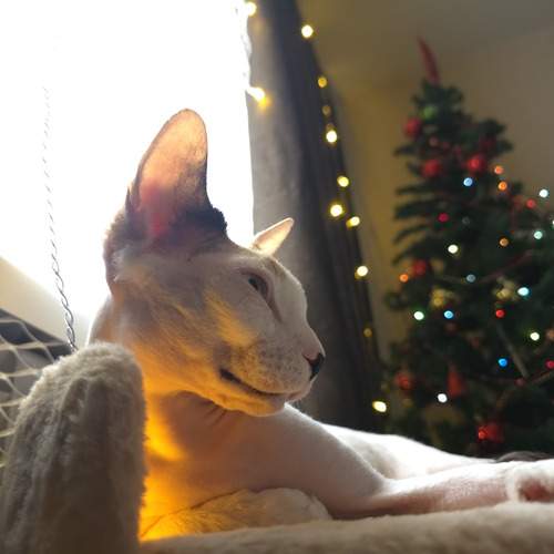 Photo #13010496
