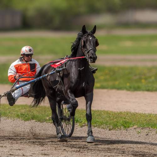 Фотография #13010575