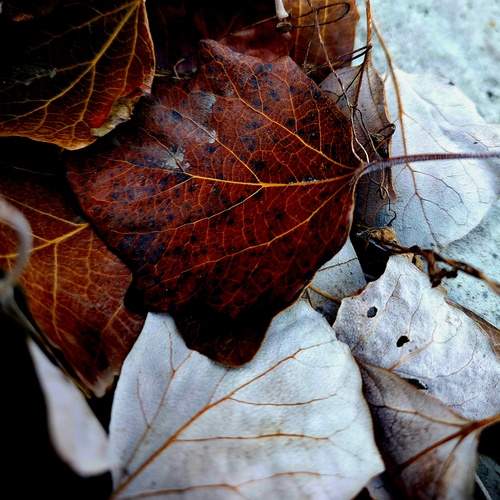 Photo #13010701