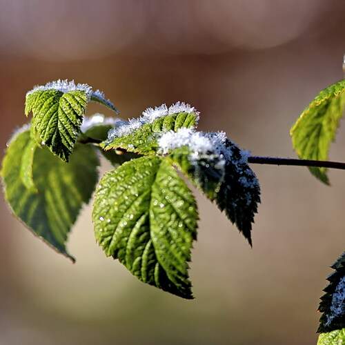 Photo #13010720