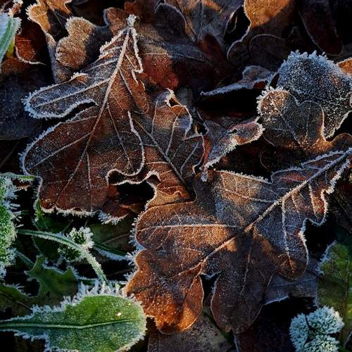 Photo #13010885