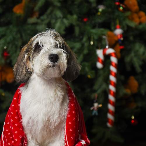 Photo #13011062