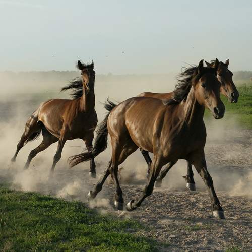 Фотография #13011676