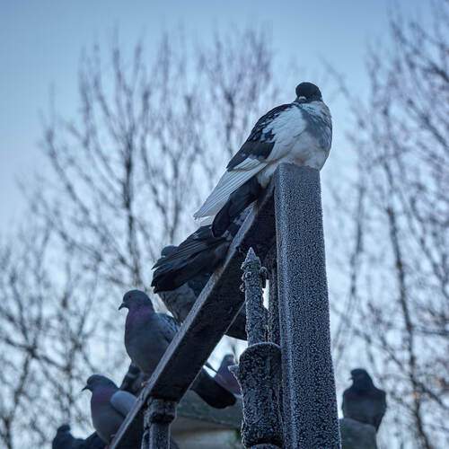 Photo #13011779