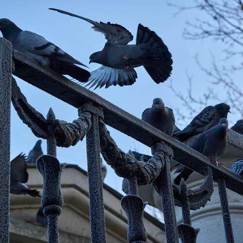 Photo #13011780