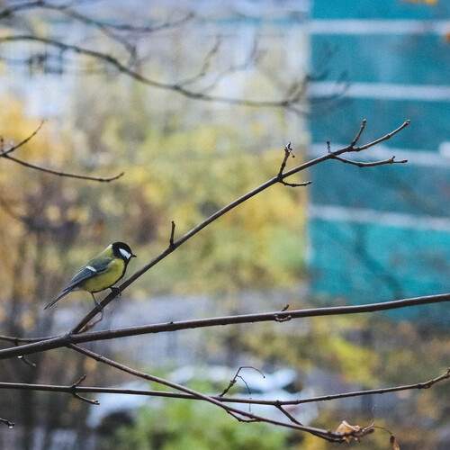Photo #13011950