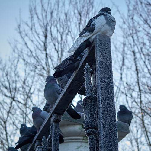 Photo #13012316