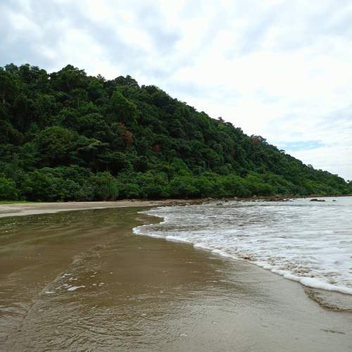 Where the Forest Meets the Sea