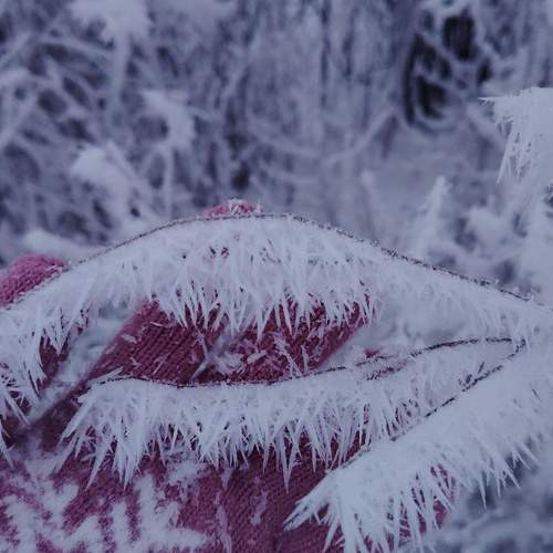 Photo #13012850