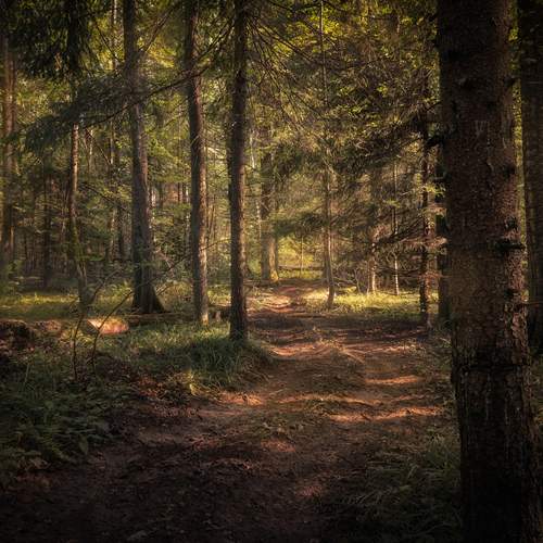 Photo #13012858