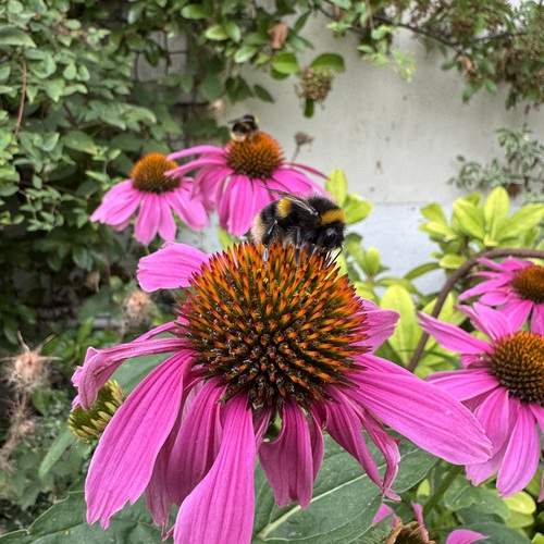 Photo #13013109