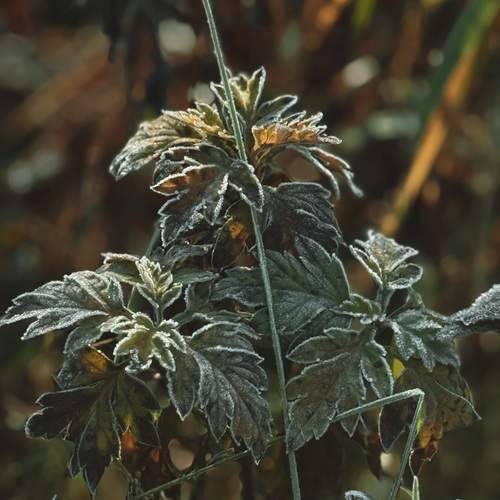 Photo #13013243