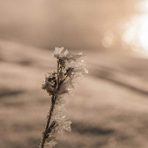Photo #13013403