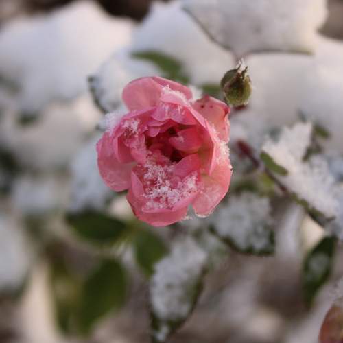 Photo #13014017
