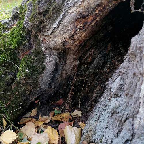 Photo #13014950