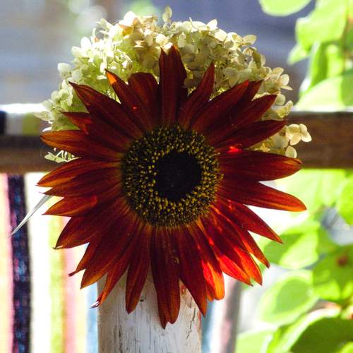 Photo #13014968