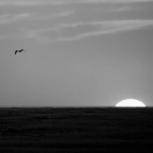 Photo #13015007