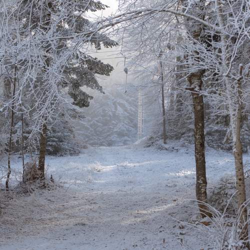 Photo #13015336