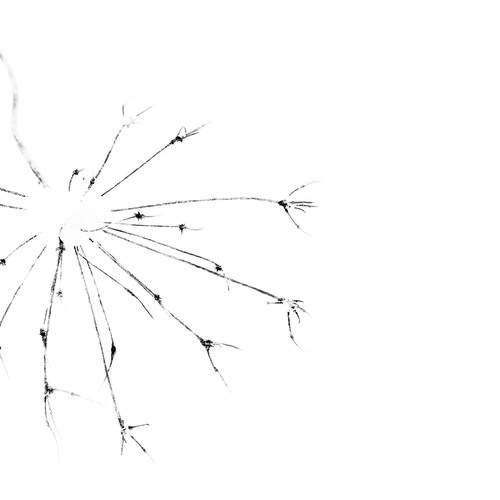 Фотография #13015530