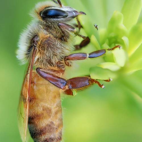 Honeybee