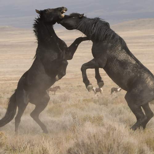 Фотография #13016139