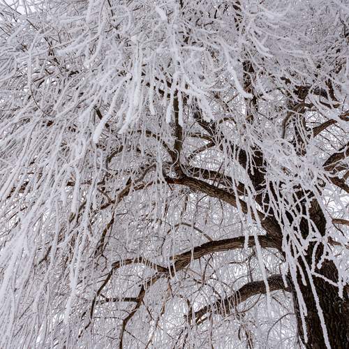 Photo #13016535