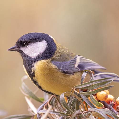 Photo #13016546