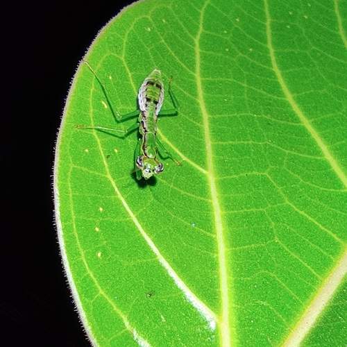 Photo #13016942