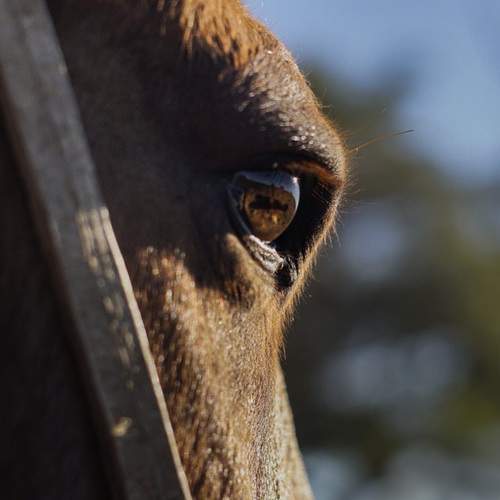 Photo #13017403