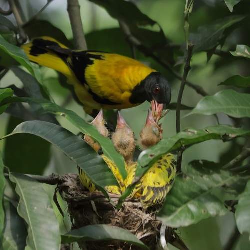 Mom feeding her babies