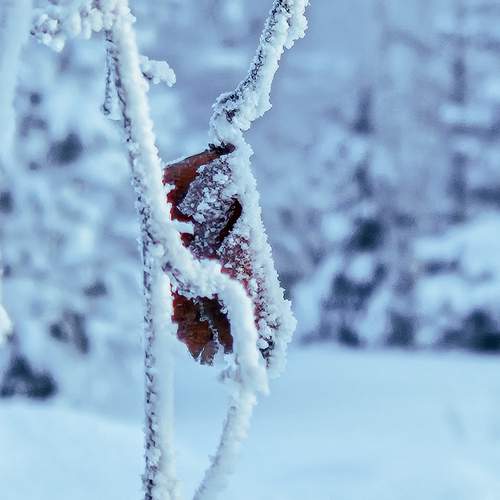 Photo #13017826