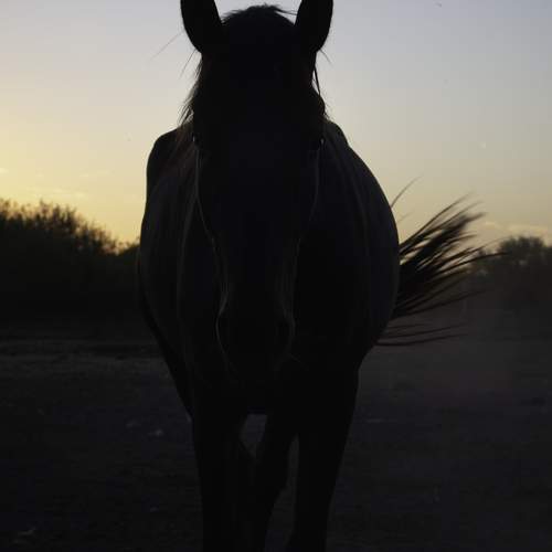 Photo #13018164